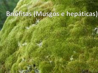 Briófitas (Musgos e hepáticas) 