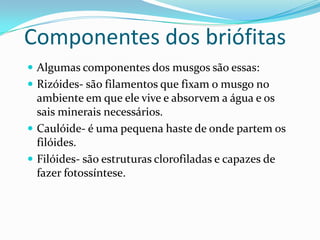 Componentes dos briófitas Algumas componentes dos musgos são essas:Rizóides- são filamentos que fixam o musgo no ambiente em que ele vive e absorvem a água e os sais minerais necessários.Caulóide- é uma pequena haste de onde partem os filóides.Filóides- são estruturas clorofiladas e capazes de fazer fotossíntese.            