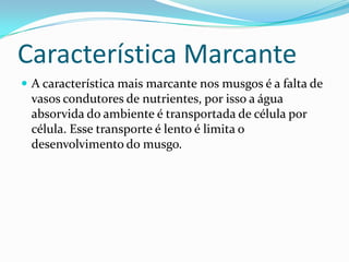 Característica Marcante A característica mais marcante nos musgos é a falta de vasos condutores de nutrientes, por isso a água absorvida do ambiente é transportada de célula por célula. Esse transporte é lento é limita o desenvolvimento do musgo.      