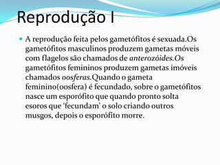 Reprodução IA reprodução feita pelos gametófitos é sexuada.Os gametófitos masculinos produzem gametas móveis com flagelos são chamados de anterozóides.Os gametófitos femininos produzem gametas imóveis chamados oosferas.Quando o gameta feminino(oosfera) é fecundado, sobre o gametófitos nasce um esporófito que quando pronto solta esoros que ‘fecundam’ o solo criando outros musgos, depois o esporófito morre. 