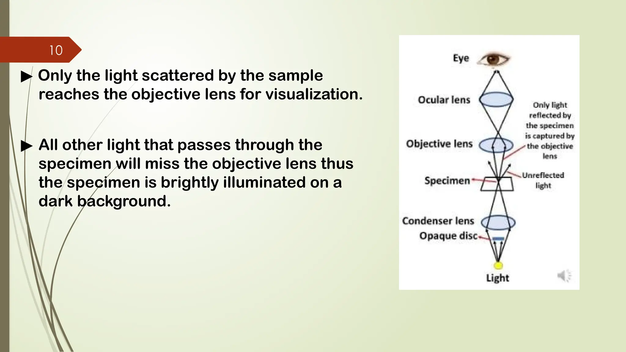 Brightfield Microscope Examples Bright field and Dark field microscope.pptx