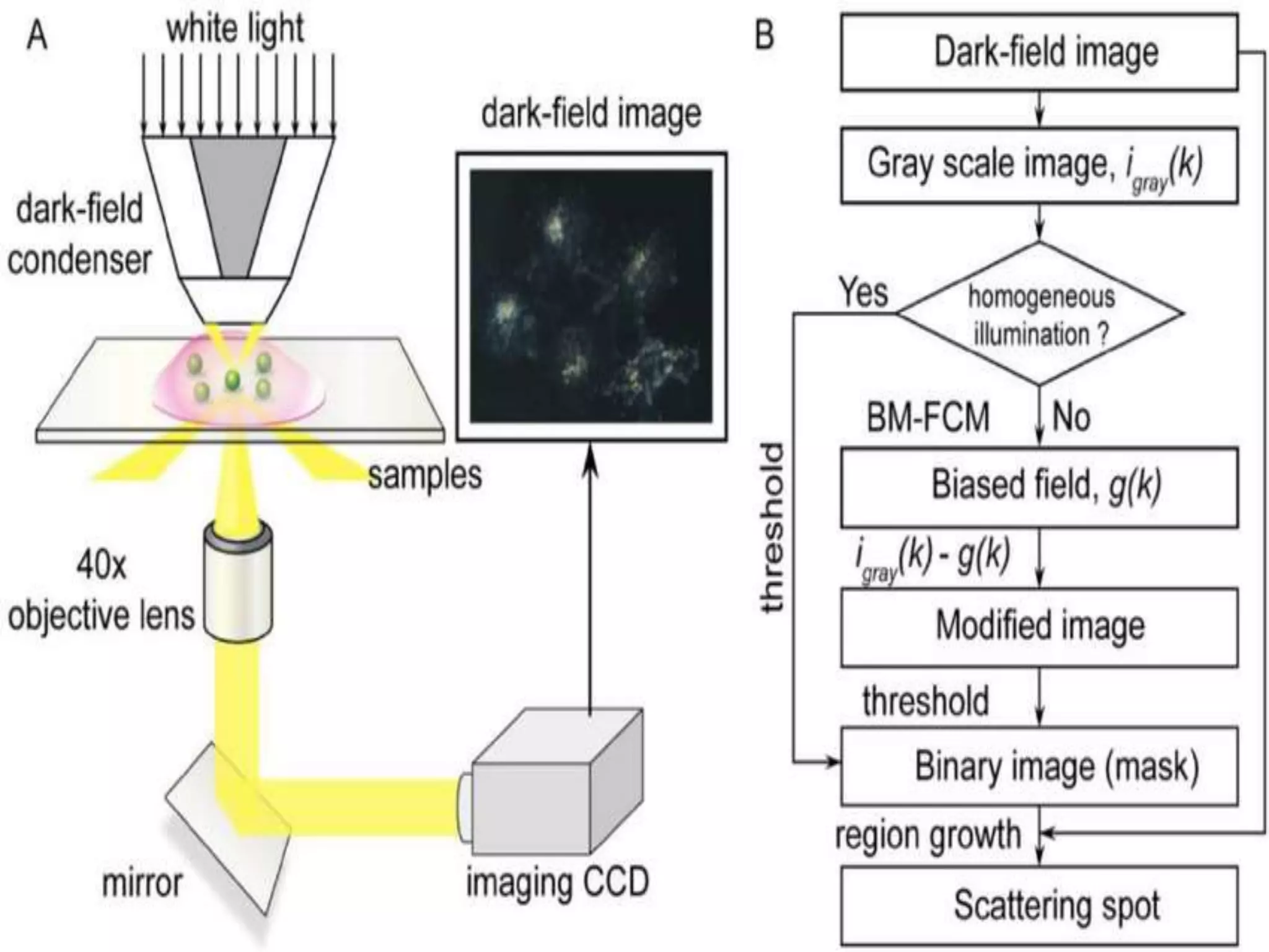 Bright field microscope | PPTX