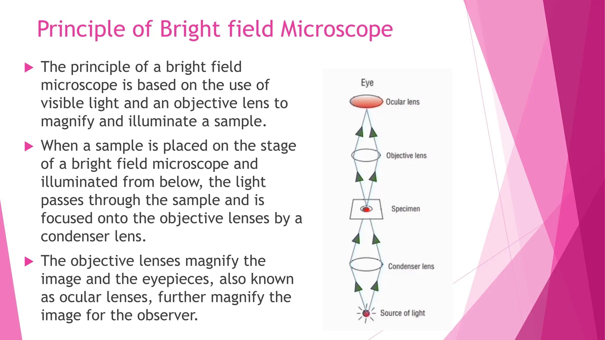 Principle of Bright field Microscope
 The principle of a bright field
microscope is based on the use of
visible light and an objective lens to
magnify and illuminate a sample.
 When a sample is placed on the stage
of a bright field microscope and
illuminated from below, the light
passes through the sample and is
focused onto the objective lenses by a
condenser lens.
 The objective lenses magnify the
image and the eyepieces, also known
as ocular lenses, further magnify the
image for the observer.
 