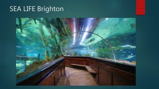 SEA LIFE Brighton
 