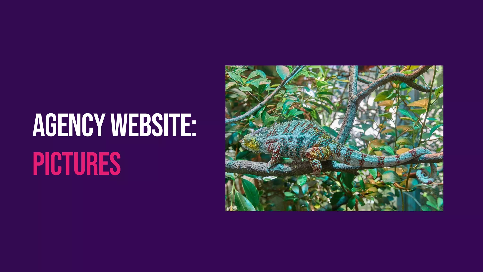 Agencywebsite:
pictures
 