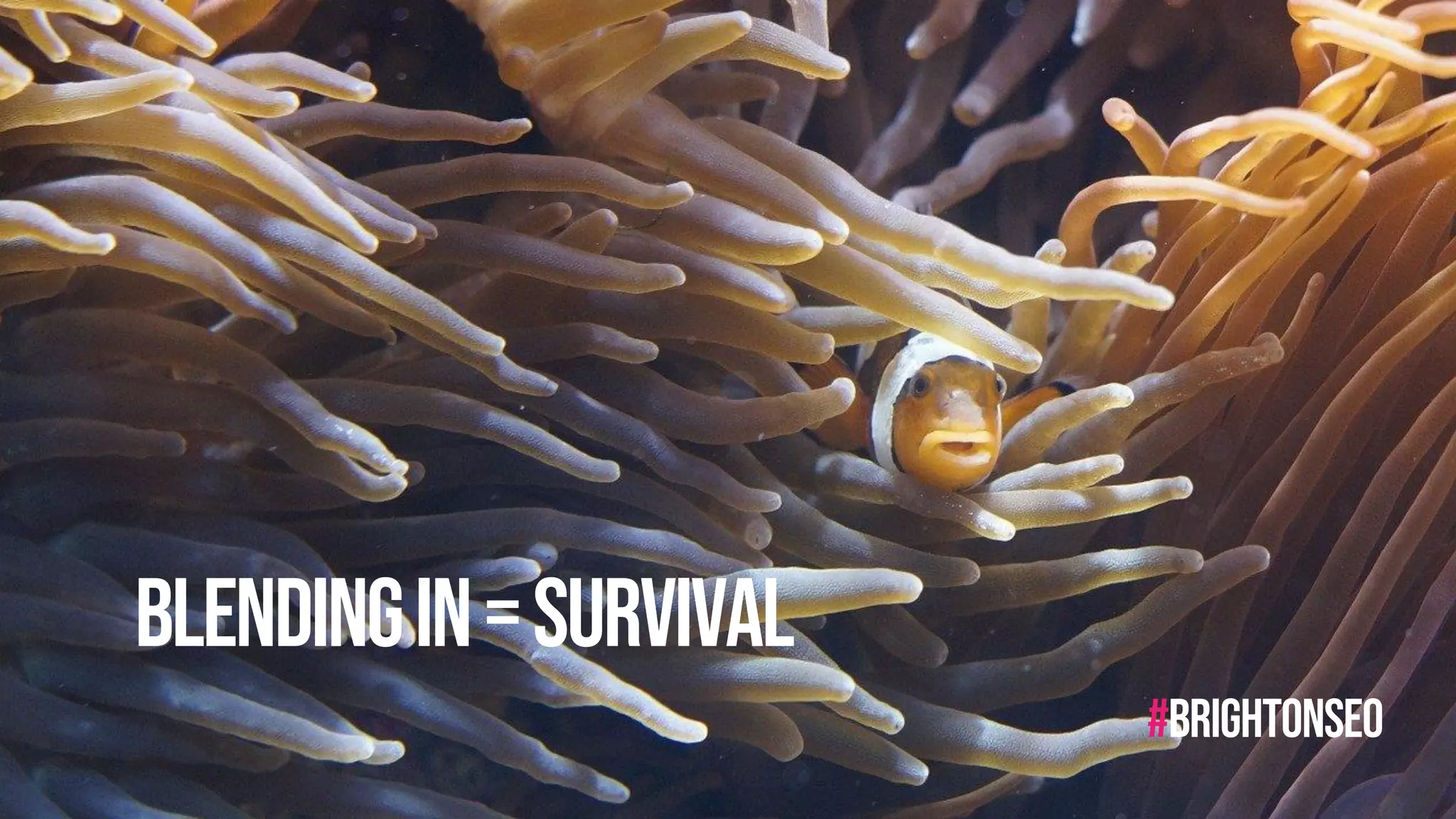 #wordfest
#brightonseo
Blendingin=survival
 