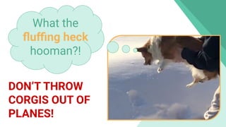 What the
ﬂuﬃng heck
hooman?!
DON’T THROW
CORGIS OUT OF
PLANES!
 