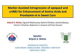 DIVISION OF GENETICS
ICAR-INDIAN AGRICULTURAL RESEARCH INSTITUTE
NEW DELHI, INDIA
Marker-Assisted Introgression of opaque2 and
crtRB1 for Enhancement of Amino Acids and
Provitamin-A in Sweet Corn
Speaker
Brijesh K. Mehta
Brijesh K. Mehta, Vignesh Muthusamy, Rashmi Chhabra, Aanchal Baveja,
Hema S. Chauhan, Rajkumar U. Zunjare and Firoz Hossain
 