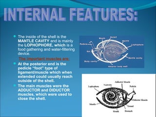  The inside of the shell is the
MANTLE CAVITY and is mainly
the LOPHOPHORE, which is a
food gathering and water-filtering
device.
The important muscles are:
 At the posterior end is the
pedicle “foot” type of
ligament/muscle which when
extended could usually reach
outside of the shell.
 The main muscles were the
ADDUCTOR and DIDUCTOR
muscles, which were used to
close the shell.
 
