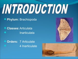 Phylum: Brachiopoda
Classes:Articulata
 Inarticulata
 
Orders: 7 Articulate 
 4 Inarticulate
 