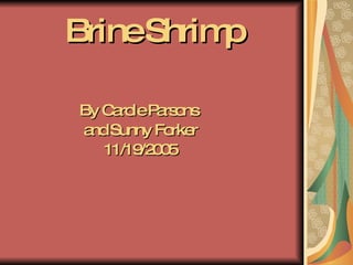 Brine Shrimp ,[object Object],[object Object],[object Object]