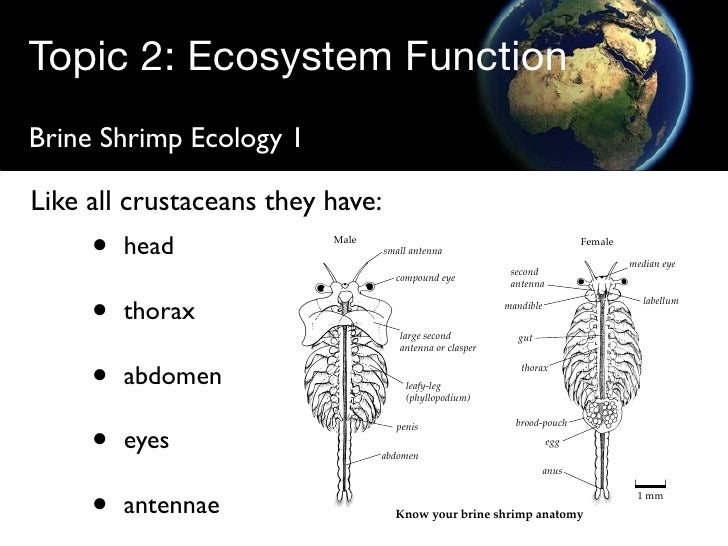 Brine Shrimps 1.Key