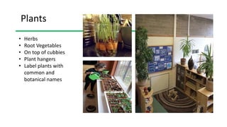 Plants
• Herbs
• Root Vegetables
• On top of cubbies
• Plant hangers
• Label plants with
common and
botanical names
 