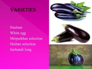  Neelum
 White egg
 Mirpurkhas selection
 Multan selection
 Sarhandi long
 