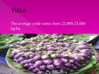  The average yield varies from 22,000-25,000
kg/ha.
 