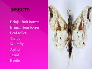  Brinjal fruit borrer
 Brinjal stem borrer
 Leaf roller
 Thrips
 Whitefly
 Aphid
 Jassid
 Beetle
 
