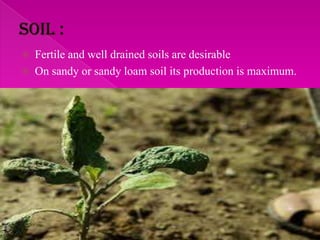  Fertile and well drained soils are desirable
 On sandy or sandy loam soil its production is maximum.
 