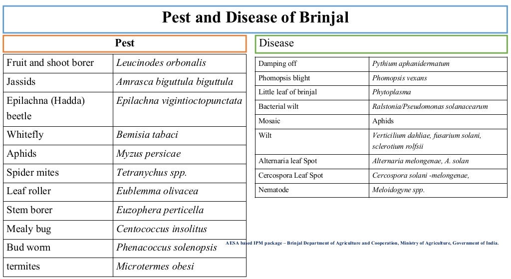 Aubergine or Brinjal or egg plant production technology cultivation,