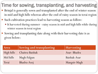 Time for sowing, transplanting, and harvesting
 Brinjal is generally sown and transplanted after the end of winter season
in mid and high hills whereas after the end of rainy season in terai region
 Such cultivation practices lead to harvesting season as follow:
 It harvested during summer - rainy season in mid and high hills while during
winter season in terai region
 Sowing and transplanting date along with their harvesting date is as
given below:
Area Sowing and transplanting Harvesting
High hills Chaitra-Baishak Asar- Bhadra
Mid hills Magh-Falgun Baishak-Asar
Terai Bhadra-Asoj Mangsir-Magh
 