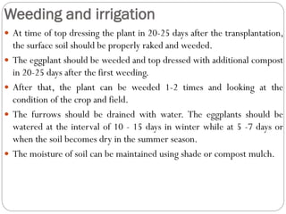 Weeding and irrigation
 At time of top dressing the plant in 20-25 days after the transplantation,
the surface soil should be properly raked and weeded.
 The eggplant should be weeded and top dressed with additional compost
in 20-25 days after the first weeding.
 After that, the plant can be weeded 1-2 times and looking at the
condition of the crop and field.
 The furrows should be drained with water. The eggplants should be
watered at the interval of 10 - 15 days in winter while at 5 -7 days or
when the soil becomes dry in the summer season.
 The moisture of soil can be maintained using shade or compost mulch.
 