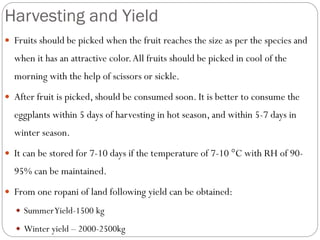 Harvesting and Yield
 Fruits should be picked when the fruit reaches the size as per the species and
when it has an attractive color.All fruits should be picked in cool of the
morning with the help of scissors or sickle.
 After fruit is picked, should be consumed soon. It is better to consume the
eggplants within 5 days of harvesting in hot season, and within 5-7 days in
winter season.
 It can be stored for 7-10 days if the temperature of 7-10 °C with RH of 90-
95% can be maintained.
 From one ropani of land following yield can be obtained:
 SummerYield-1500 kg
 Winter yield – 2000-2500kg
 