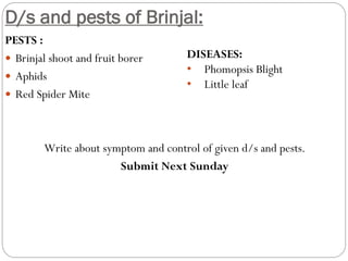 D/s and pests of Brinjal:
PESTS :
 Brinjal shoot and fruit borer
 Aphids
 Red Spider Mite
Write about symptom and control of given d/s and pests.
Submit Next Sunday
DISEASES:
• Phomopsis Blight
• Little leaf
 