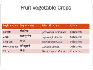 Fruit Vegetable Crops
English Name Nepali Name Scientific Name Family
Tomato गोलभेडा Lycopersicon esculentum Solanaceae
Chilli पिरो खुर्ाानी Capsicum frutescens Solanaceae
Eggplant भान्टा Solanum melongena Solanaceae
Sweet Pepper भेडे खुर्ाानी Capsicum annum Solanaceae
Okra पभिंडी Abelmoschus esculentus Malvaceae
 