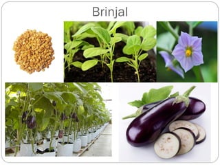 Brinjal
 