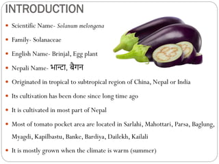 INTRODUCTION
 Scientific Name- Solanum melongena
 Family- Solanaceae
 English Name- Brinjal, Egg plant
 Nepali Name- भान्टा, बैगन
 Originated in tropical to subtropical region of China, Nepal or India
 Its cultivation has been done since long time ago
 It is cultivated in most part of Nepal
 Most of tomato pocket area are located in Sarlahi, Mahottari, Parsa, Baglung,
Myagdi, Kapilbastu, Banke, Bardiya, Dailekh, Kailali
 It is mostly grown when the climate is warm (summer)
 