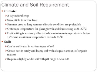 Climate and Soil Requirement
 Climate:
A day neutral crop
Susceptible to severe frost
Summer crop so long summer climatic condition are preferable
Optimum temperature for plant growth and fruit setting is 21-27°C
Fruit setting is adversely affected when minimum temperature is below
15°C and maximum temperature exceeds 35°C
 Soil:
Can be cultivated in various types of soil
Grows best in sandy and loamy soil with adequate amount of organic
matters
Requires slightly acidic soil with pH range 5.5 to 6.0
 