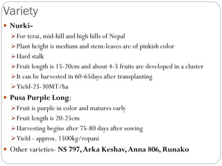 Variety
 Nurki-
For terai, mid-hill and high hills of Nepal
Plant height is medium and stem-leaves are of pinkish color
Hard stalk
Fruit length is 15-20cm and about 4-5 fruits are developed in a cluster
It can be harvested in 60-65days after transplanting
Yield-25-30MT/ha
 Pusa Purple Long:
Fruit is purple in color and matures early
Fruit length is 20-25cm
Harvesting begins after 75-80 days after sowing
Yield - approx. 1500kg/ropani
 Other varieties- NS 797,Arka Keshav,Anna 806, Runako
 