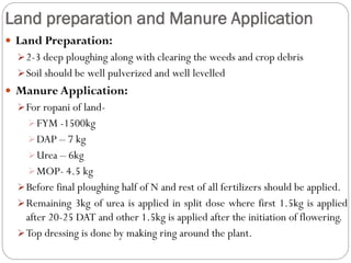 Land preparation and Manure Application
 Land Preparation:
2-3 deep ploughing along with clearing the weeds and crop debris
Soil should be well pulverized and well levelled
 Manure Application:
For ropani of land-
FYM -1500kg
DAP – 7 kg
Urea – 6kg
MOP- 4.5 kg
Before final ploughing half of N and rest of all fertilizers should be applied.
Remaining 3kg of urea is applied in split dose where first 1.5kg is applied
after 20-25 DAT and other 1.5kg is applied after the initiation of flowering.
Top dressing is done by making ring around the plant.
 