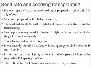 Seed rate and seedling transplanting
 For one ropani of land required seedling is prepared by using only 20-
25g of seeds.
 Seedling is prepared in 45-60 days of sowing.
 The seed bed should be well irrigated and moistened one day before the
transplanting.
 Seedlings are transplanted in furrows in light soils and on side of the
ridges in case of heavy soils
 Transplanting is done at evening time
 In winter, ridge should be 120cm wide and spacing should be 60cm R-R
and 45 cm P-P.
 In rainy season, transplanting is done in middle part of 45cm wider
ridge while P-P spacing is 45cm.
 The width of furrow between two consecutive ridge is 30cm.
 