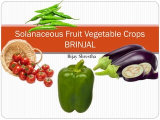Bijay Shrestha
Solanaceous Fruit Vegetable Crops
BRINJAL
 