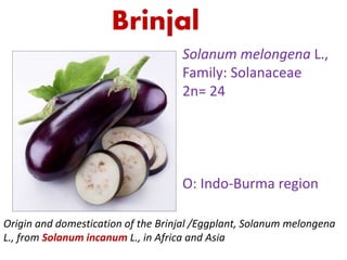 Brinjal
Solanum melongena L.,
Family: Solanaceae
2n= 24
O: Indo-Burma region
Origin and domestication of the Brinjal /Eggplant, Solanum melongena
L., from Solanum incanum L., in Africa and Asia
 