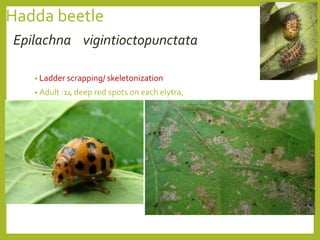 Hadda Insect Brinjal.pptx
