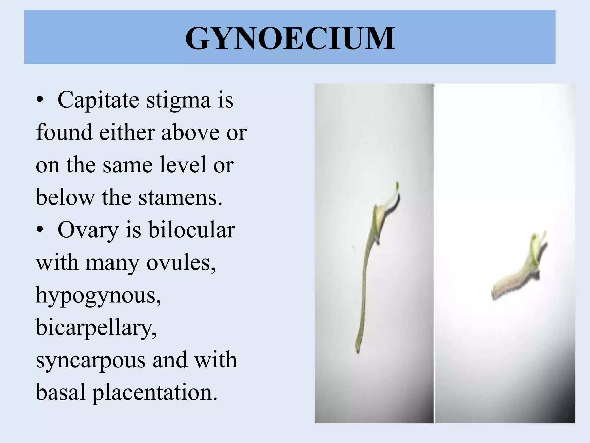 GYNOECIUM
• Capitate stigma is
found either above or
on the same level or
below the stamens.
• Ovary is bilocular
with many ovules,
hypogynous,
bicarpellary,
syncarpous and with
basal placentation.
 