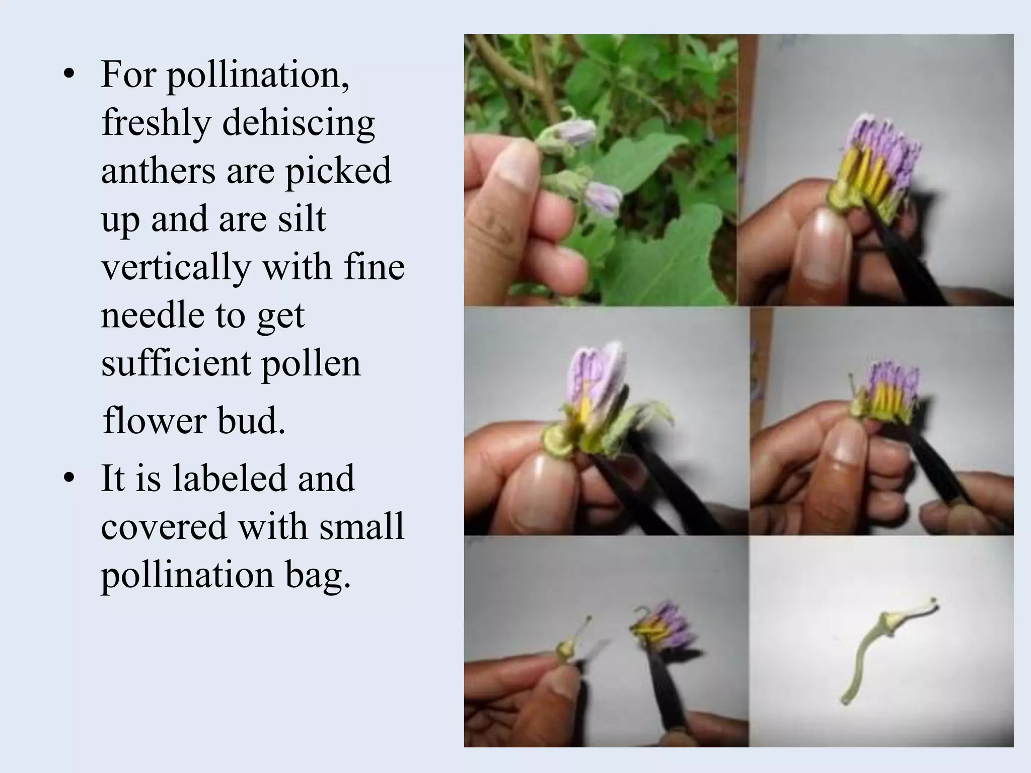 • For pollination,
freshly dehiscing
anthers are picked
up and are silt
vertically with fine
needle to get
sufficient pollen
flower bud.
• It is labeled and
covered with small
pollination bag.
 