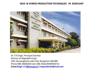 Dr. T.H.Singh, Principal Scientist
Division of Vegetable Crops
IIHR, Hessaraghatta Lake Post; Bangalore-560 089
Phone:080-28466420 extn 284; Mob;09449658713
Email:Singh .H T@icar.gov.in / ttejavathu41@mail.com
ADVANCES IN SEED & HYBRID PRODUCTION TECHNIQUES IN EGGPLANT
 