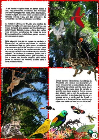 Jll •• matas de Igapó es!Ao em partes baixas e
do, frequentemente, inundadas. Silo fonnedas
porumaveg~ maisbaixa,cheia dearbustos,
cipósamusgos.t n&IIUSAreasqueaaencontraa
famosa vitória-régia, um dos slmbolos da
Amaz6nla, etamb6m orqufdea&e b~m611as.
As. matas de vtrzea, por 11m, 111o uma espécie de
éJ1111 de lranaiçlo anlnl B.B matas de uma firma a as
matas da lgap6. Elas passam por lnundaç(!es em
determinadas épocell do ano, a tanto tllrn paJtal
mais elevadas, eemelhuntas é$ matas de terra
ftme, quanto outras mais baixas, que se paracem
comaamataadeigapó.
Hoje sebamos que 11o os mares (na verdade, o
fitoplandDn} 011 maiores produtores do oxigênio
quereeplrarnos.Mas,porITMlllntampo,upeu cas
chama.n&tna.Amaz:llniado"pulmlodomundo",pois
a enorme q1111nadade da plana que ala ailrlga
cepturag4s cerb6nlco da atmosfera e p~uz ITMllln
oxigênio. O. cientiatasjé. mostraram, !J(IIém, que a
próprta llore8la lamb6m produz gás carbilnlco, a
que o bioma nlo fom- oxigênio para outras
partes do planeta - na verdade, a maior parta é
consumidaslimesmo.
édaro que iMO nlio diminui a importlnc:ia da
/ljri&ZI!IIrla, uma vez que sue bloma tem um
papal fundamental na aslabilidada do dima
naAmérica. Ela estoca, aozlnho,cercadaum
quinto de toda a água doce do planeta, e,
quando essa água IIMipor&, forma nuvens
que migram para o sul do conanante, as
quais garantam a ragulaçlo das chuvas am
lugares como o centrcH~ul do Brasil, a
ArgllnUna a o Paraguai.Tilrnos motivos da
sobraparapreservar888EIbioma, nloacha?
 
