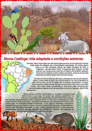 Atenção, leitor! Hojea liçãovem dastribos tupis-guaranis, quejá habitavam o Brasil
muito antes da chegada dos colonizadores portugueses. Os lndios deram
nome a um dos principais biomas da região Nordeste do País: a
Caatinga- caa quer dizer ·mata", e tínga quer dizer "branca". A mata
branca, que ocupa pouco mais de um décimo do território nacional,
forma-se em regiões de clima árido e semiárido, onde as chuvas são
escassas e assecas podem duraraté nove meses.
Os solos do bioma Caatinga são rasos, pedregosos e pouco permeáveis.
Assim, a maior parte da água das chuvas evapora, em vez de penetrar no
chão. Por sua vez, os rios da região são, na maioria, temporários- ou seja,
ficam cheios em determinadas épocas do ano e têm o leito seco nos outros
meses. Com todas essas caracterlsticas, você pode estar pensando que
nenhuma espécievegetal ou animal escolheria como lara Caatinga, não é? Pois
se enganou!
Várias plantas e bichos acostumados a condições extremas fazem
deste bioma a sua casa. No grupo das plantas, predominam os ·
arbustos, e as espécies são adaptadas parasobreviverà falta deágua.
Por exemplo: algumas delas mantêm pequenas folhas, e outras ficam totalmente sem suas
folhas durante o período da seca-doistipos de adaptação que permitem às plantas perder
menos água. As chamadas plantas •suculentas", como cactos e bromélias, armazenam
bastante água em seu interior e, assim, podem suportar a falta de chuva. Outras espécies,
por sua vez, têm raízes tuberosas, ou seja, crescem debaixo da terra, e, como principal
caracterlstica, possuem grandes reservas de substâncias. Portanto, são capazes de
guardaráguae nutrientes: é o casodoumbuzeiro.
 