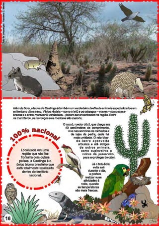 Alémdaflora,afaul'l8daCaatingaétambémumverdadeirodesliladaanimaieespeçiaizad08am
anfrentarodlma&eCO.Vár108répteis-comootelú a08calangos-eaves-comoaasa-
brancaeaarara-ma.racanl-'118rdadaira-podam881'encontradosnaregilo.Entre
oamamlfarcs,08rnon::eg08a011roedorasslomaioria.
~0/o nac:/o
...~~· ··:>·;
I• Localizada em uma ' •
reg!Aoque nl:lofaz •
• fronteira com cu1ros
• palses, a Caatinga 6 o

Cmico bioma brasileiro que
estll totalmente localizado
dentro do terriltJrio •
• . , nacional. IJj
•
• . !J
•• •
Omocõ,roedord6<:11, queçbegaaos
40 centlmetros de comprimento,
vive nnsombralldaroc:hed08e
de lajes de pedra, onde há
ma.is umidade. O rato-bico-
da-lacre aprovelta
arbUstos • 81:6 abrigos
de outros animais,
como cupinzeiros e
ninhos de paasarinho,
parasep!Otegerdocalor.
Já o tatu-bole
evita sair
durante o dia,
eprefere
realizar suas
eiMdadeôà
naits, quan:lo
astemperllturas
tll.o mais fla8cas.
 