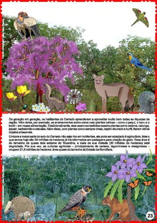 De geraçAo em geraçio, os habitante& doCerrado aprenderam a aproveitarmulto bem todas as riquezas da
ragill.o. Vêm deles,porexemplo, oa ensinamentos sobrecomo usarplantas nativas-oomoo pequi, o baru e o
burltl-em n0&118allmentaçao.Tradicionalmente, eles usamnamedicinacaseira plantascomovelame, calunga,
paca.ll, barbaUmloeca.tuaba.Alémdlslo,com plantascomoaempre-vtvas,capim-douradoeburltl.fazemYiirfos
objeCosartesanais.
EmboraamaJorpartedosolodoCerradontosaja riCoem nutrtantes,819 podeseradaptadoà agricultUra. Mato
quetemos ha;& elo 54 milhCSes deheçtara'jétran11fonnados em putagan11 pera aiaçtodegado. Estiatiraaé
do tamanho de quase dois estados do Tocantins, e mais da sue metade (30 mllh6eô de hedJ!ras) esté
degradada. Por sua vez, as wlturas agrfeolas - principalmente de cereais, leguminosas e oleagin011as -
ocupam21,6mllhCSesdeheçtaras:áreaquasedotamanhodoEstadodeRondOnla.
 