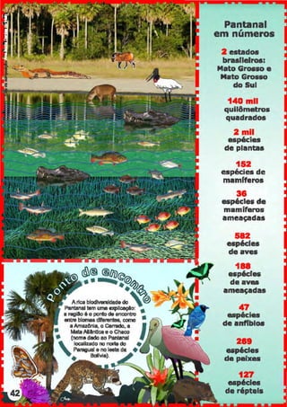c&® ®/ij)
•• .<;@~
A rtca blodlvenldade :  
Panlllnal 111m uma opllcaçllo: •
a regilo 6 o ponto de encontro •
enw bl011188 dlferenlllll, como
aAmazllnia, o cerrado, a IMata AllênUca e o Chac:o
• (nome dedo ao Pantanal
'
loc:aliz.ado no nOite do
' Paraguai e no les!B da •
Balfvia).
Pantanal
em números
2 estados
brasileiros:
Mato Gru.so e
Mato Grosso
do Sul
140 mil
quil&matros
quadrados
2 mil
espécies
de plantas
152
espécies de
mamfferos
36
espécies de
mamíferos
ameaçadas
582
espéc:les
de aves
188
espéc:las
de aves
ameaçadas
47
espécies
de anffbloa
289
espécies
da peixes
127
espécies
de répteis
 