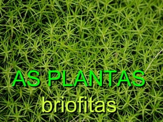 AS PLANTAS
briofitas

 