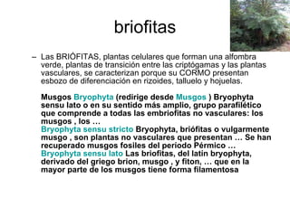 briofitas ,[object Object]