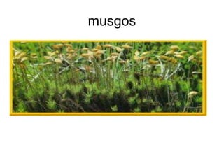musgos 