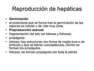 Reproducción de hepáticas <ul><li>Germinación  </li></ul><ul><li>el protonema que se forma tras la germinación de las espo...