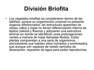 División Briofita   <ul><li>Los vegetales briofitas se consideraron dentro de las talófitas, porque su organización corpor...