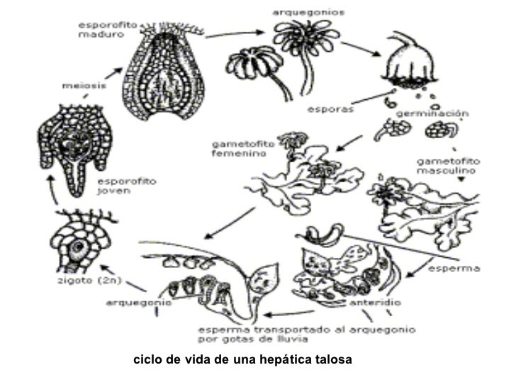 Briofitas
